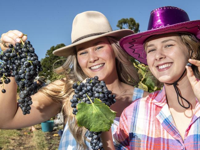 See the photos: Crowd on cloud wine as Harvest Festival blooms