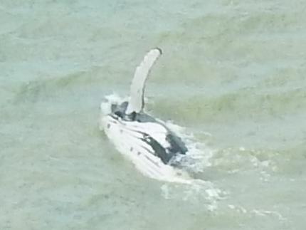 The humpback whale waves goodbye as it leaves the East Alligator River, at Kakadu. Picture: Park Australia