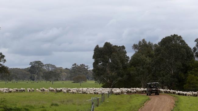 Sheep carrying capacity has increased on Jigsaw Farms since it embarked on its carbon-reduction path. Picture: Yuri Kouzmin