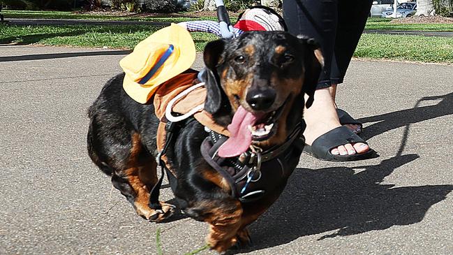 Bec Dent walks her dog Schnitty at the RSPCA's Million Paws Walk fundraiser, held along the Cairns Esplanade. Picture: Brendan Radke