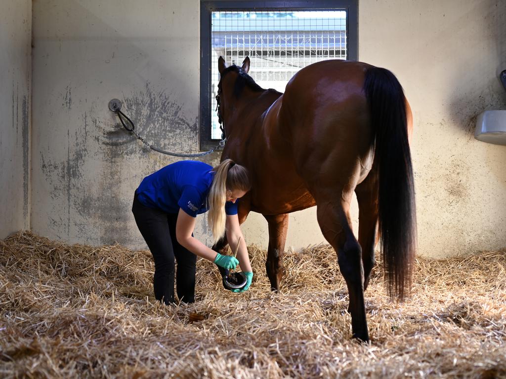 Alizee is tendered to by a stable hand following a morning track work session. (AAP Image/Dean Lewins)