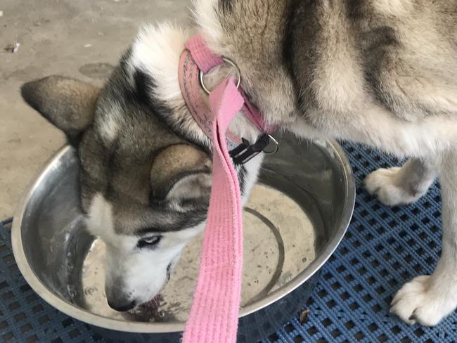 A woman has been convicted of starving two huskies, one of whom died.  Stormy before. Picture: RSPCA