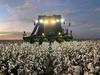 Cotton picking wraps up