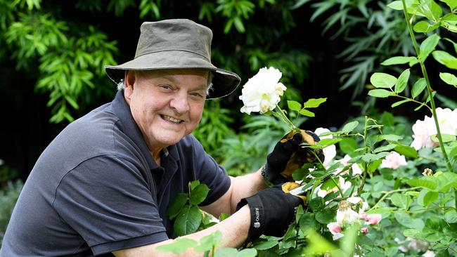 Michael Keelan prunes a rose in his back yard garden Thursday November 5,2020. Picture Mark Brake