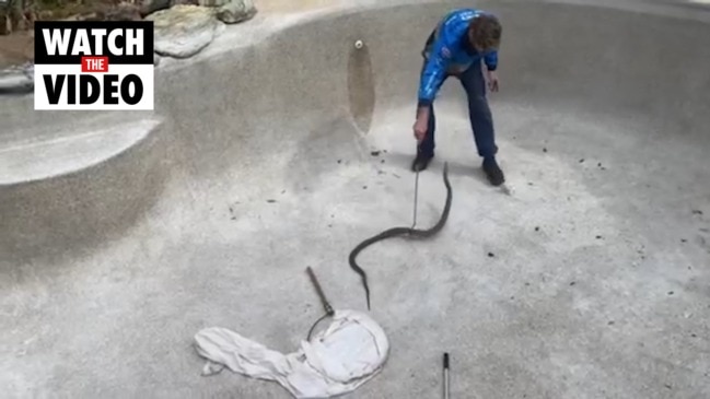 Snake catcher's close calls with "angry" deadly Brown snake