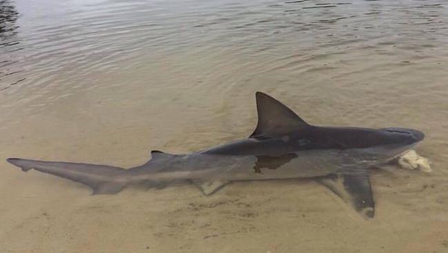 A bull shark in a Gold Coast canal. Photo: Eupen Hjalmby via Gold Coast Weather &amp; News Together