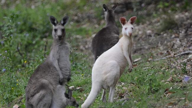 Albino kangaroo enjoys an early morning much with friends at Townsend. Photo: Debrah Novak/The Daily Examiner