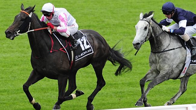 Grand old stayer Maluckyday is a big hope in the Christmas Cup on the back of a solid lead-up.