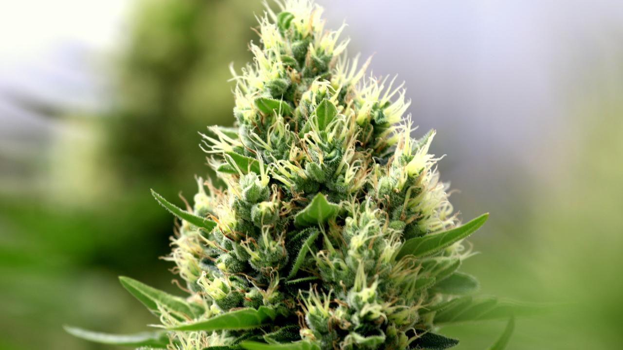 Scripts for cannabis flowers which can be inhaled are rising. Picture: Supplied