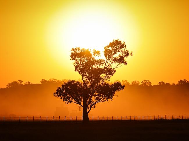 GUNNEDAH, AUSTRALIA - OCTOBER 4:Dust rises in a drought-affected paddock containing a failed wheat crop on farmer Trevor Knapman's property located the outskirts of the north-western New South Wales town of Gunnedah October 4, 2019 in Australia. Lack of rain has forced wheat farmers in the Gunnedah region  to turn their failed wheat crops into hay, which they are selling to cattle and sheep farmers desperate to feed their remaining stock as the drought continues across New South Wales. The Bureau of Meteorology (BOM) has declared the ongoing drought across the Murray Darling Basin to be the worst on record, with current conditions now exceeding the Federation Drought (1895-1903), the WWII drought (1937-1947) and the Millennium drought (1997-2009). The Federal and NSW Governments announced a new drought emergency funding plan on Sunday 13 October, with $1billion to go to water infrastructure for rural and regional communities impacted by the devastating drought in NSW,  including a $650m upgrade of Wyangala Dam in the NSW central west and a $480m new Dungowan Dam near Tamworth. (Photo by David Gray/Getty Images)