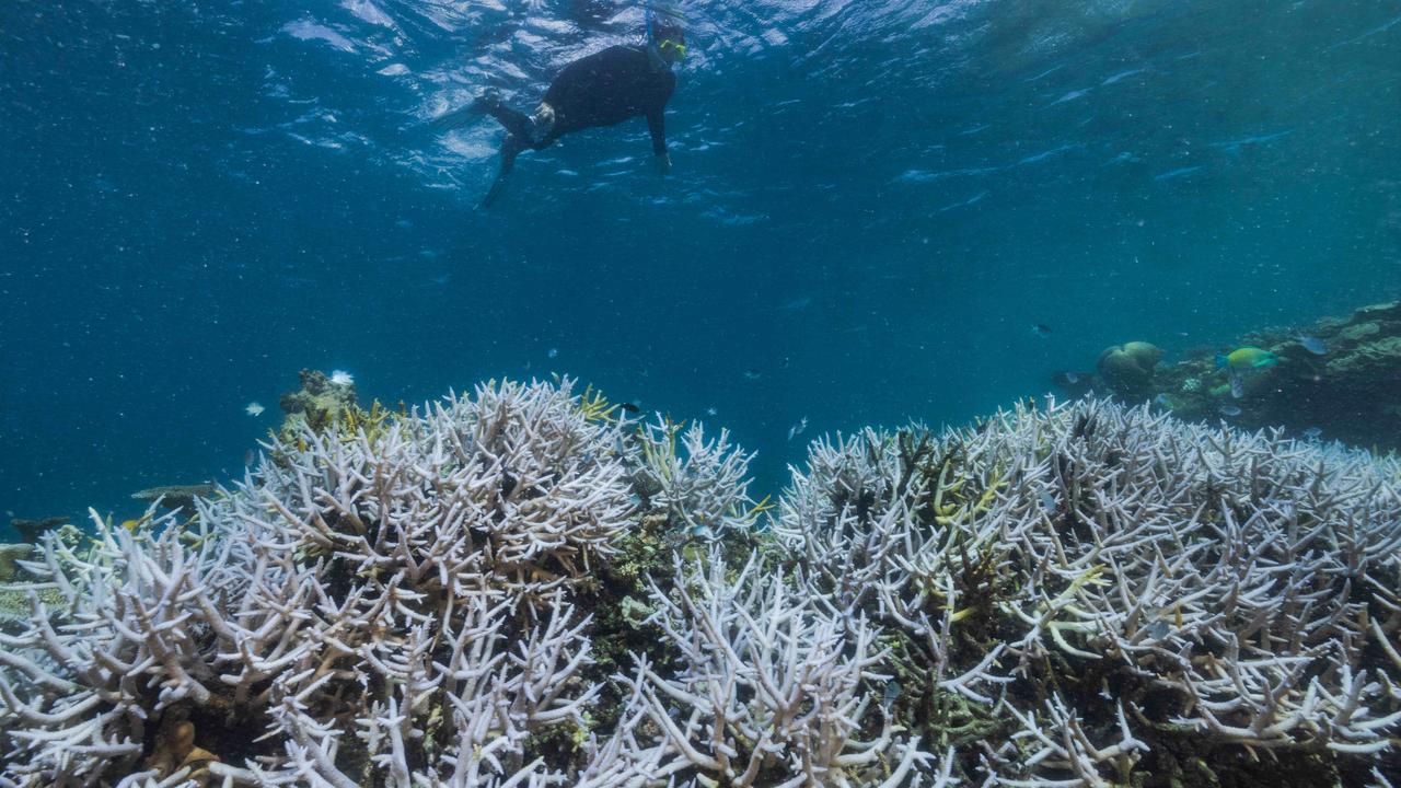 Aerial surveys found 91 per cent of 719 reefs assessed showed some bleaching, according to the Reef Snapshot: Summer 2021-22 report. Pictured is coral bleaching on Stanley Reef, Great Barrier Reef, as at 23 March, 2022. Picture: Harriet Spark