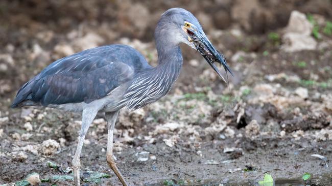 Great-billed heron with crayfish in Kakadu. Picture: Luke Paterson