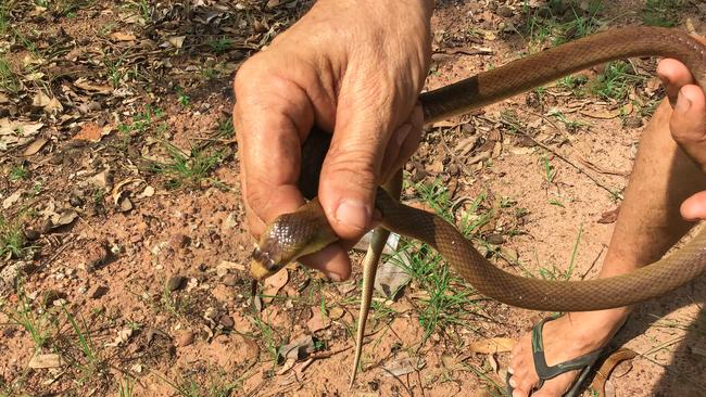 Jason Cash with a brown snake he mistook for a python that bit him. Picture: Max Cash