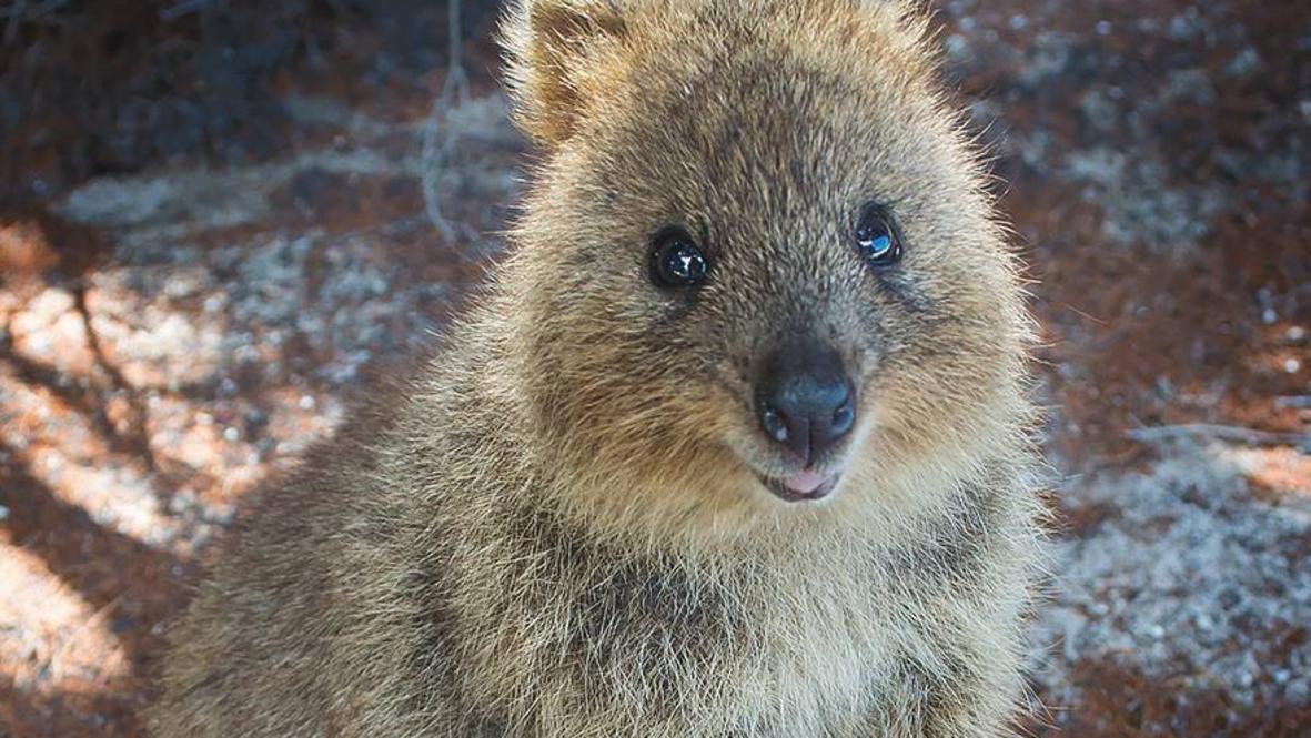 Steve the quokka escapes Rottnest Island on a garbage ship | The Australian