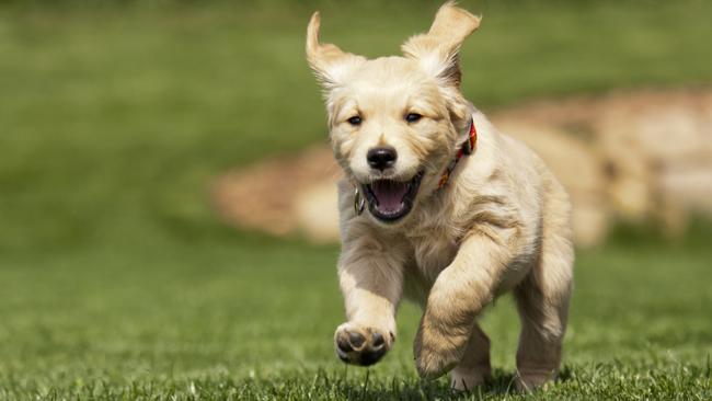 As a long-term problem barking can be a nightmare, but dogs need a few days to adjust to their new home. Picture: supplied