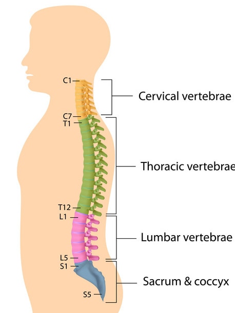 Her L1 was fractured, with the bone fragments dangerously compressing her spine. Picture: Australian Medical Journal.