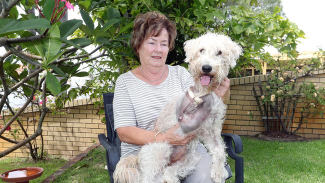 Paradise Point woman Lynette Johnston was walking her dog back from Jabiru Park when a bull terrier type dog attacked her 13 month old soft coated wheaten terrier and ripped its leg off. The dogs name is Kyla. Photo by Richard Gosling