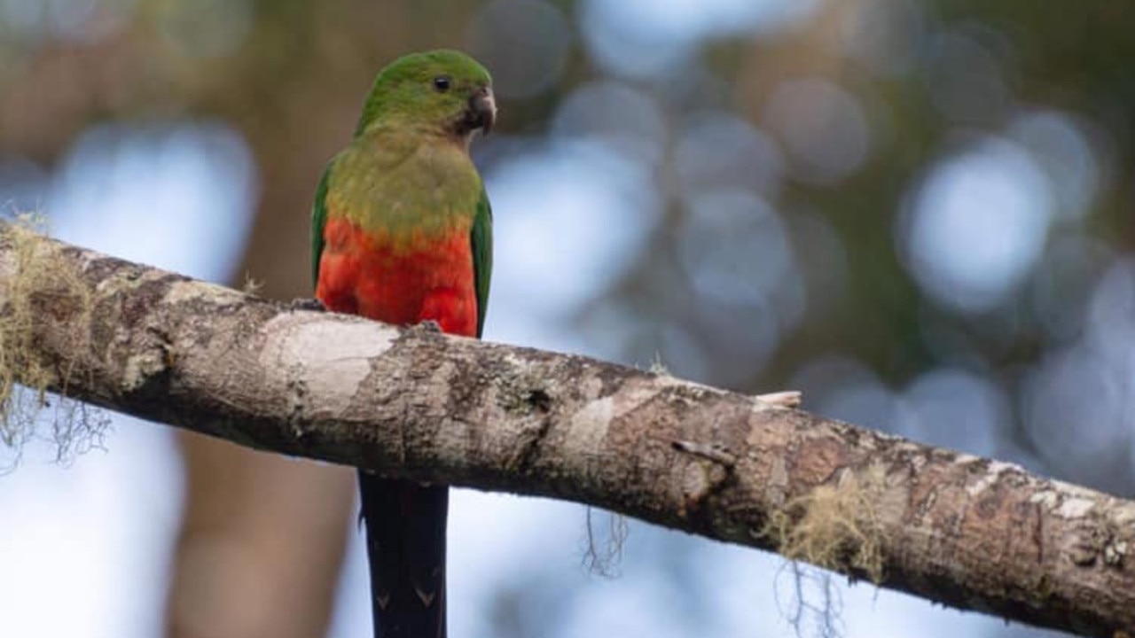 King parrot change clearance table