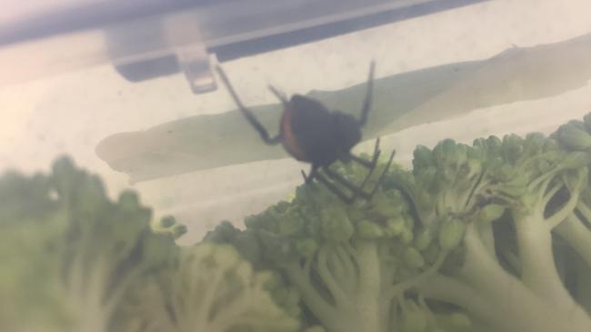 Redback spider