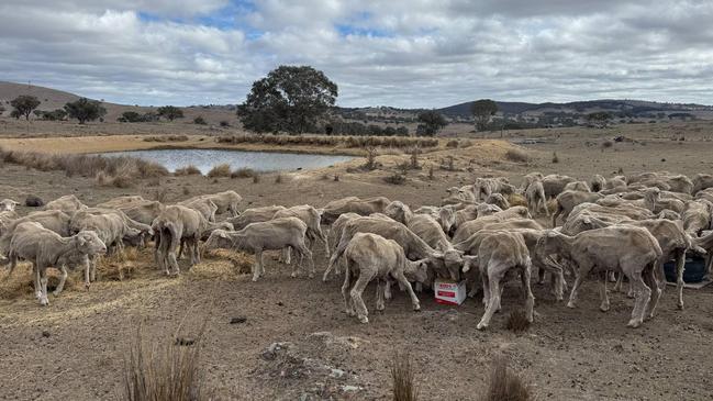 Sheep swarm food brought in by the Murrays. Picture: Bec Murray