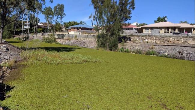 The Salvinia weed choking waterways at Beaumont Park, Clinton. (file photo)