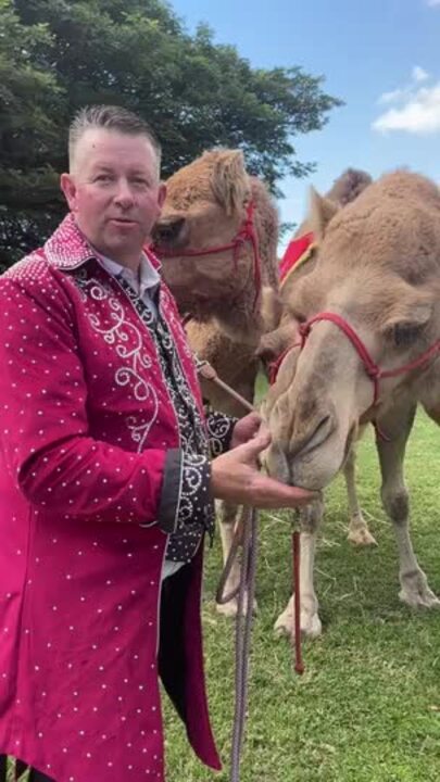 Investigating the camels at Riverway