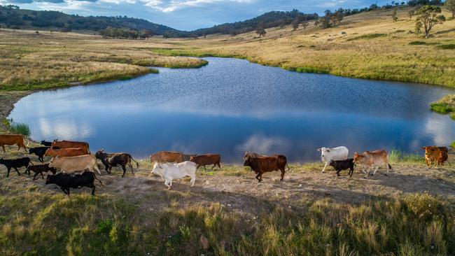 Northwest NSW landholder John Kennedy is selling Meldon Park located at Uralla, NSW