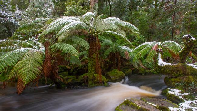 Snow at Mt Field National Park on August 3rd 2015. Hobart Snow DVG Mt Field National Park. Pic supplied by Rachel Power
