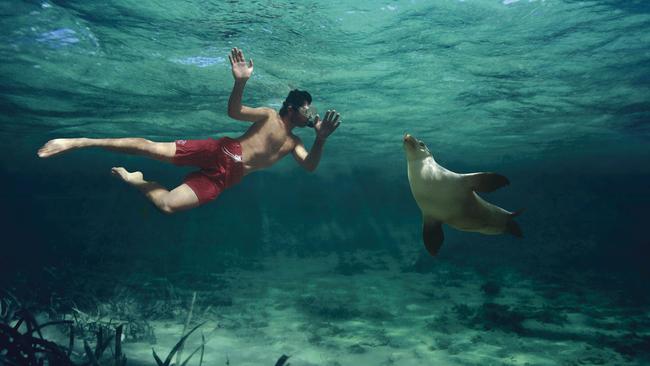 Swimming with a seal at Baird Bay.