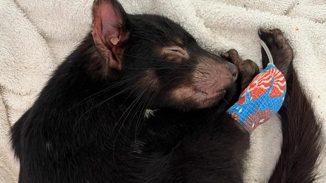 Tasmanian devil using leftover saline donated by Lifeblood. Picture: supplied