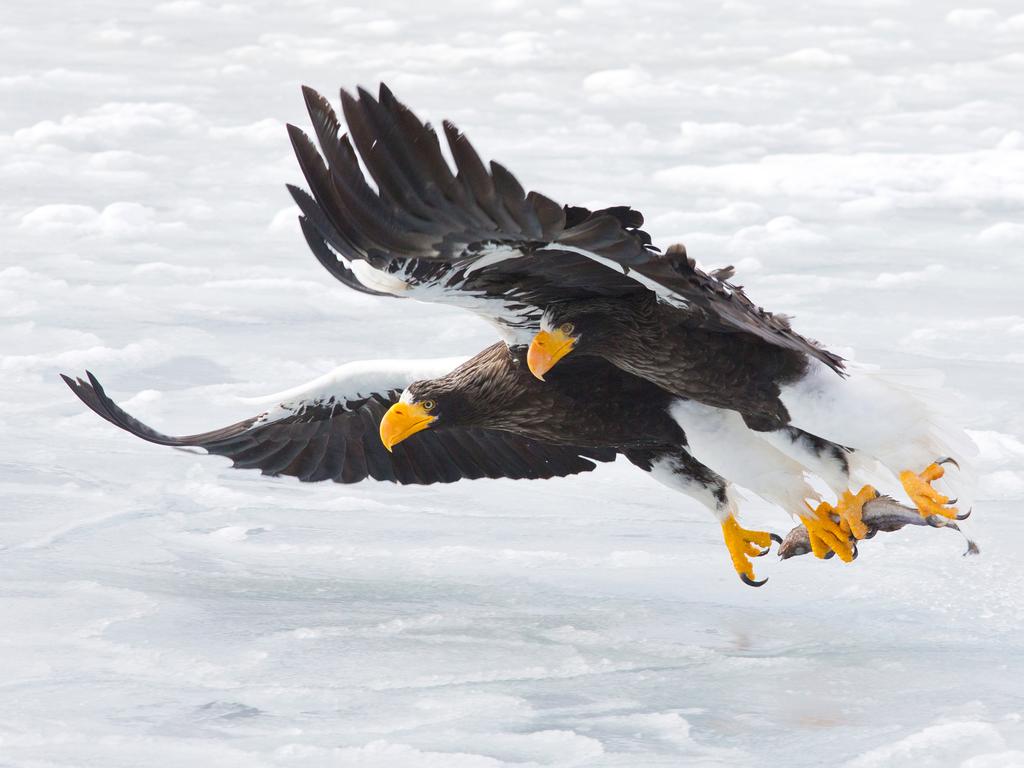 Lumix People’s Choice Award: The Extraction by Konstantin Shatenev, Russia/Wildlife Photographer of the Year 2018/Natural History Museum. Every winter, hundreds of Steller’s sea eagles migrate from Russia, to the relatively ice-free northeastern coast of Hokkaido, Japan. They hunt for fish among the ices floes and also scavenge, following the fishing boats to feed on any discards. Konstantin took his image from a boat as the eagles retrieved a dead fish thrown onto the ice.