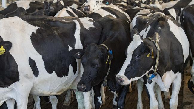 Milk prices have been soaring on strong global demand. Picture: Zoe Phillips