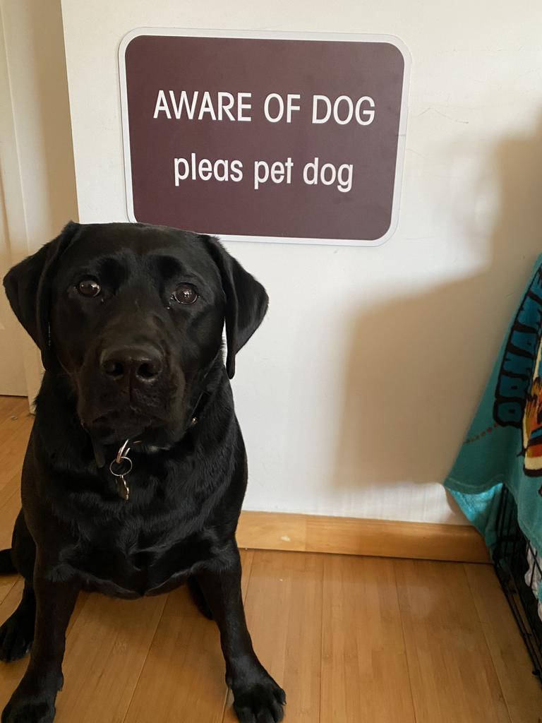 Charlie Nooning – Charlie is a 1-year-old black lab that loves to “protect” her hoomans. You can’t go past without a good cuddle. How can you resist her. Charlie is the office work dog and greets all the customers and staff.