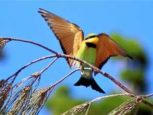 LOOK OUT: A rainbow bee eater ready for flight. Picture: Hugh Maxwell