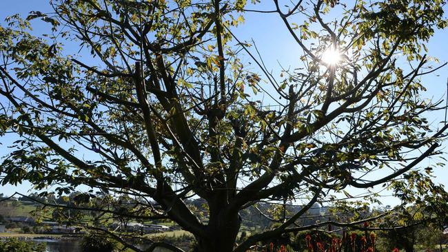 Michele and Attila Kapitany’s garden at their property at The Lough Crt in Narre Warren North. Picture: Lawrence Pinder