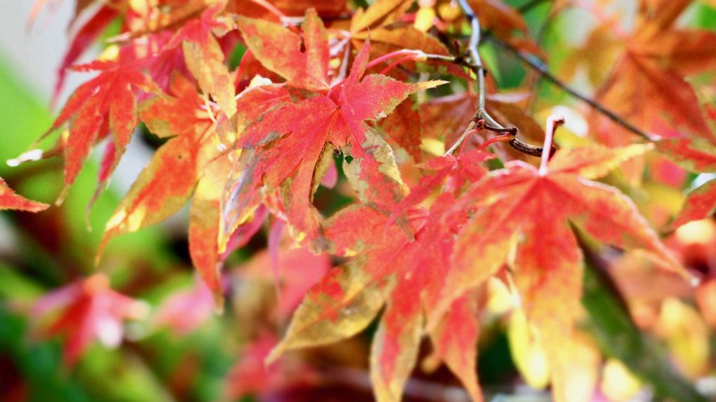 Colourful autumn breathe breaks in our region | The Courier Mail