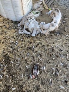 A picture from Warren in NSW where mice have ruined thousands of dollars’ worth of grain and hay. Picture: Supplied