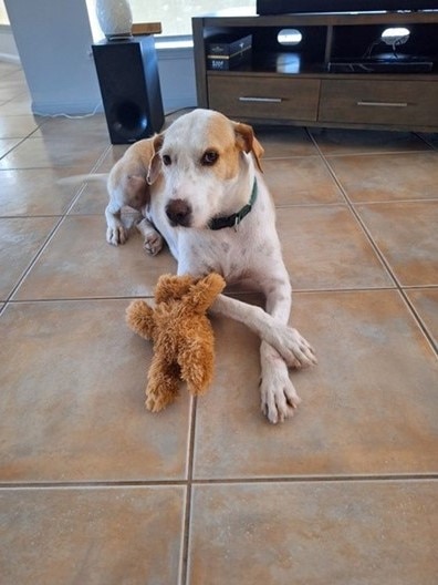 Wolfhound, Hope, is available for adoption via Remote Animal Assistance FNQ branch.