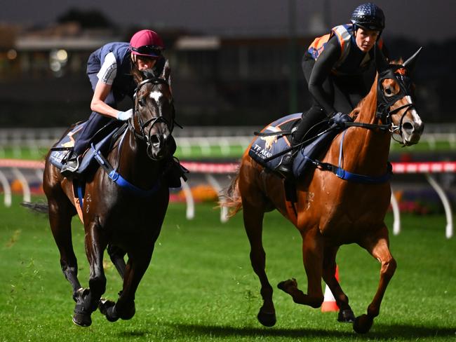 MELBOURNE, AUSTRALIA - FEBRUARY 12: Black Caviar Lighting Stakes favourite Imperatriz ridden by Michael Dee (L) is seen galloping with stablemate Sans Doute during track gallops at Moonee Valley Racecourse on February 12, 2024 in Melbourne, Australia. (Photo by Vince Caligiuri/Getty Images)