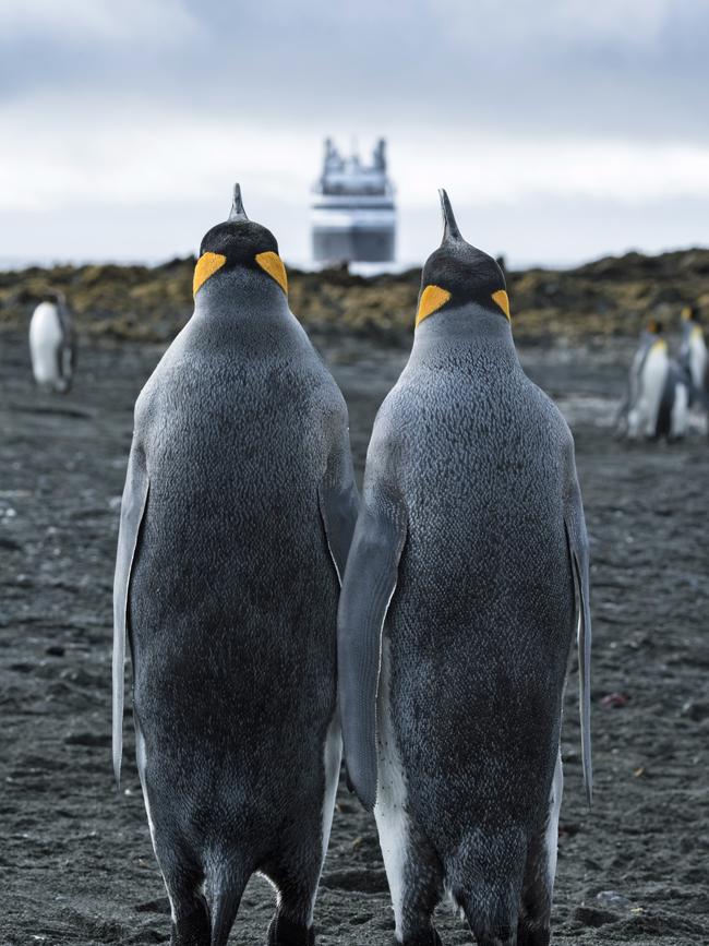 King penguins and the ship L'Austral at Macquarie Island. Picture: Olivier Blaud