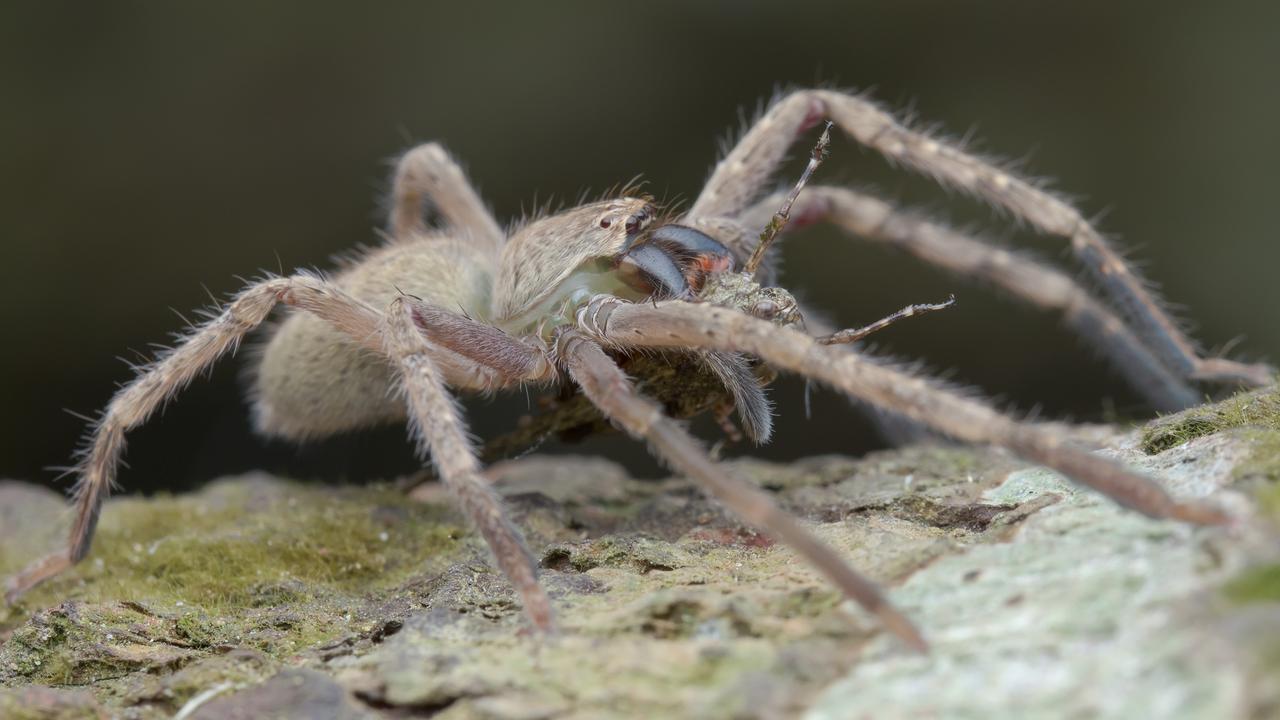 The woman has taken to desperate measures to get rid of the huntsman spiders in her home. Picture: Getty