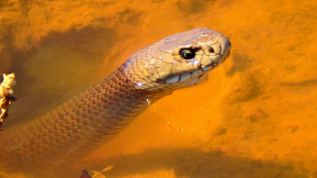 Murray Bridge resident spotted five snakes in just an hour at a wetland reserve near her home. Picture: Tara Wilde