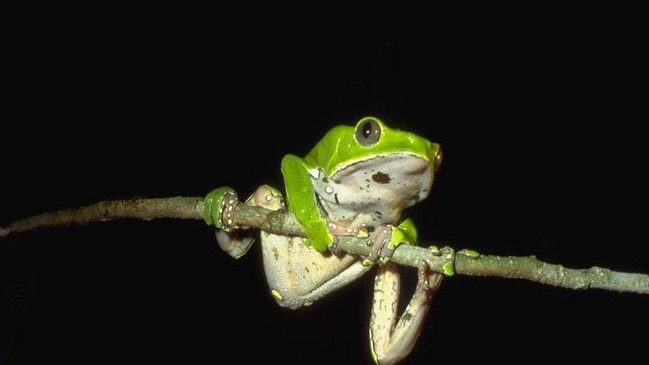 Phyllomedusa bicolor, kambo frog.