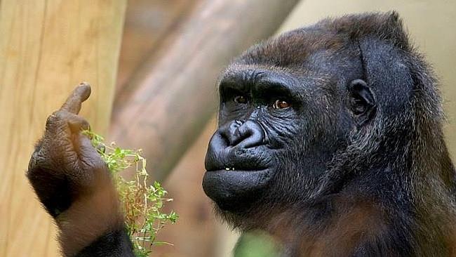 Is this the world’s rudest gorilla?