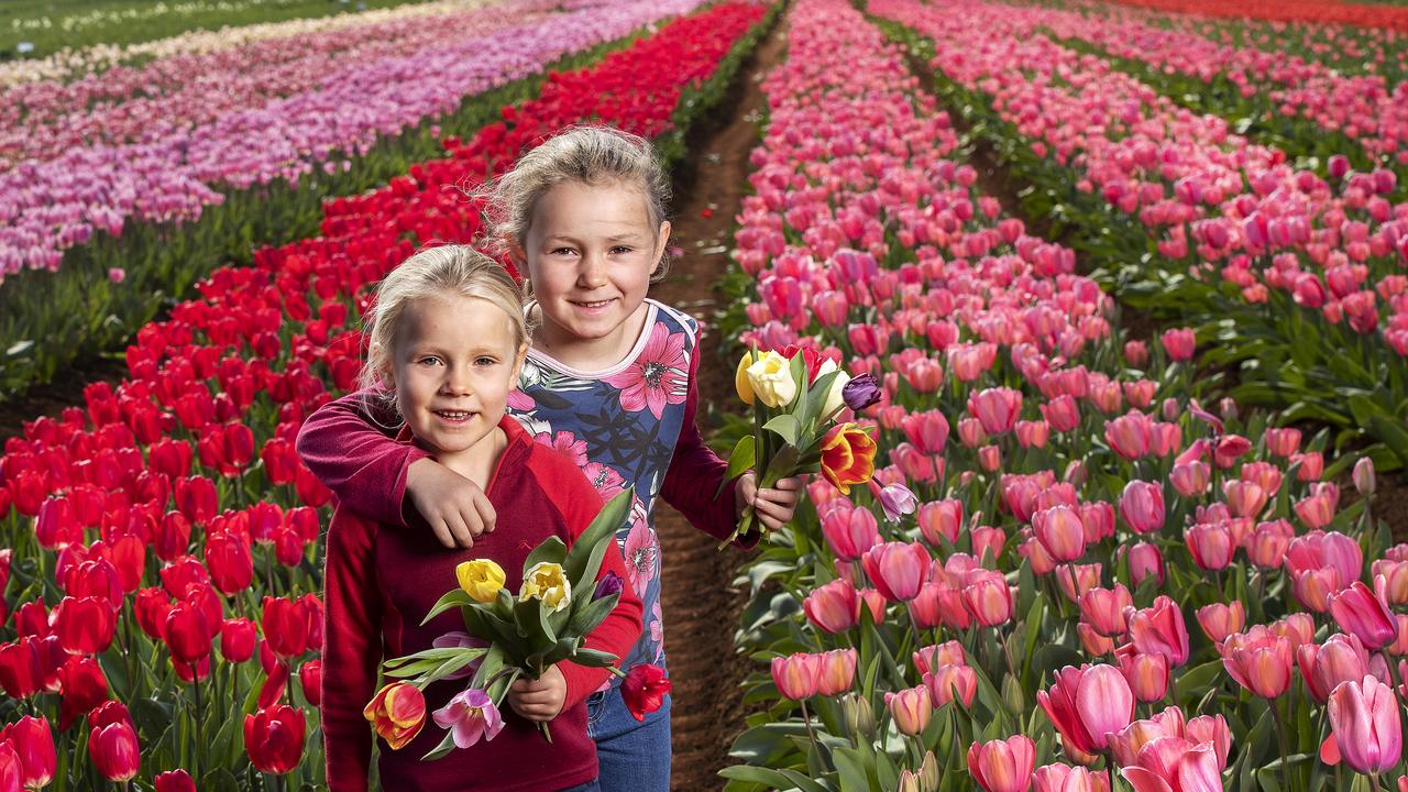 A Life Amongst the Tulips. Meet Tassie Tulip Farmer Dave Roberts