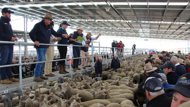 Action from the Ballarat store sheep sale in December 2019, before the pandemic.