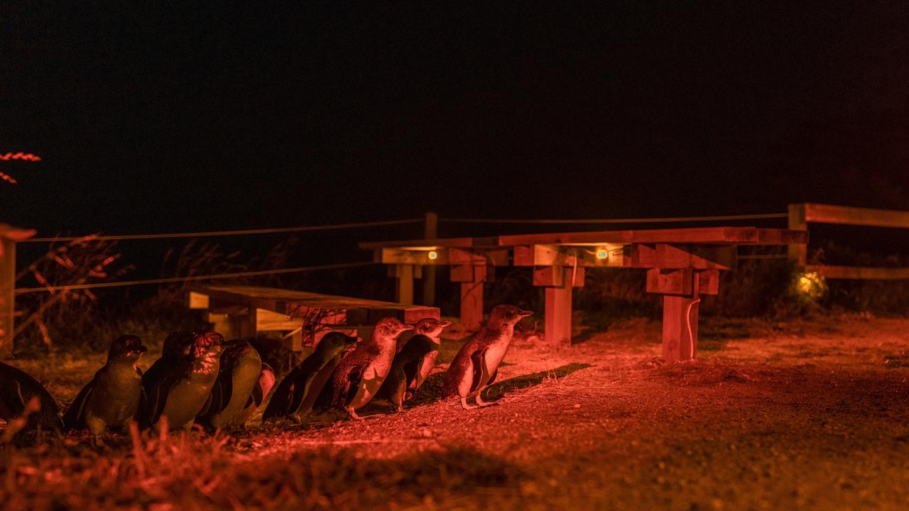 WATCH: Penguins make triumphant return to Bicheno