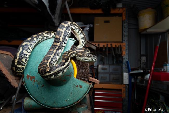 Animal Habitat - Coastal Carpet Python by Ethan Mann, Queensland. ‘Rodent Control’ The coastal carpet python has taken up residence in dad’s shed. This built habitat provides a warm tin to bask in.