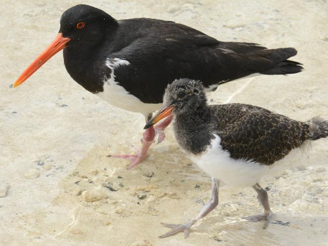 Pied oystercatcher. Picture: Eric J. Woehler, Birdlife Tasmania. One-time use.