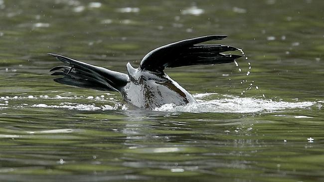 Seals, like this one spotted in 2016, swim up the Yarra River from time to time. Picture: Mark Stewart